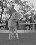 caballo206.gif