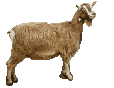 cabra06.gif