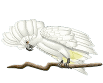 cacatua01.gif