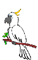 cacatua02.gif