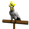 cacatua04.gif