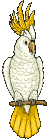 cacatua05.gif