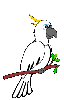 cacatua08.gif
