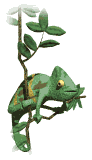 camaleon02.gif