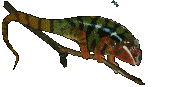 camaleon08.gif