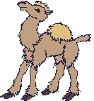 camello04.gif