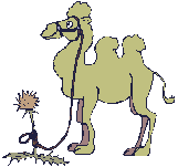 camello06.gif