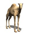 camello10.gif
