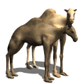 camello16.gif