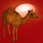 camello23.gif