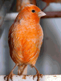 canario01.gif
