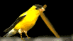 canario02.gif