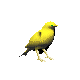 canario04.gif
