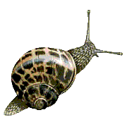 caracol03.gif