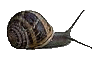 caracol10.gif