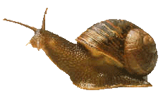caracol14.gif