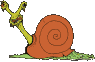 caracol26.gif