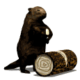 castor02.gif