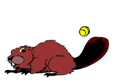 castor03.gif