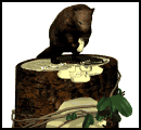 castor05.gif