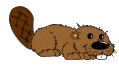 castor08.gif