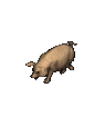 cerdos19.gif
