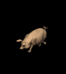 cerdos20.gif