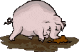 cerdos25.gif