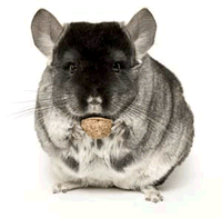 Chinchilla01.gif