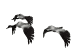 ciguena10.gif