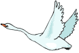cisne03.gif