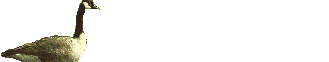 cisne07.gif