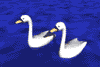 cisne10.gif