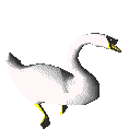 cisne12.gif