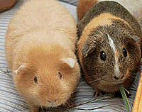 Cobaya01.gif