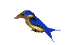 colibri01.gif