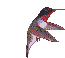 colibri11.gif
