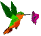 colibri12.gif