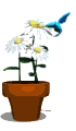 colibri15.gif