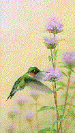 colibri19.gif