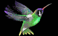 colibri20.gif