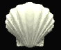 concha02.gif