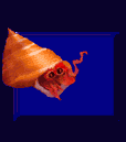 concha06.gif