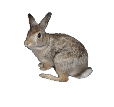conejo100.gif