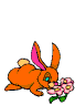 conejo102.gif