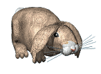conejo120.gif