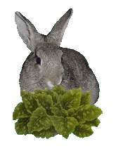 conejo125.gif