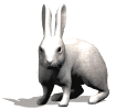 conejo21.gif