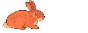 conejo25.gif