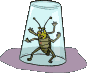 cucaracha01.gif